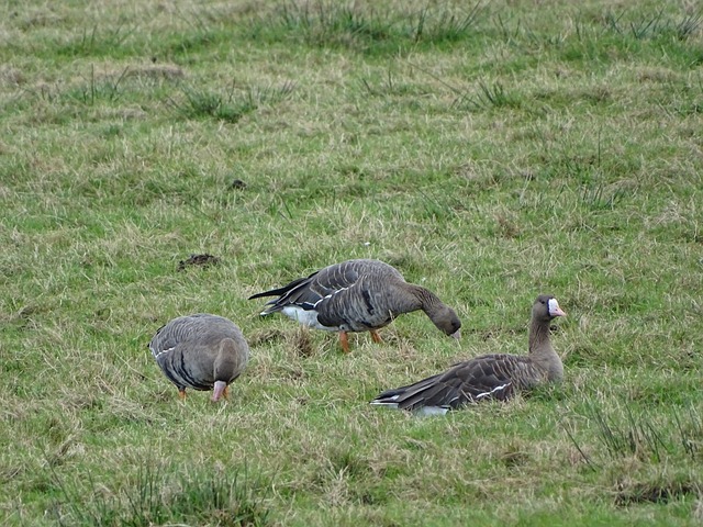 世界杯历史 世界杯历史